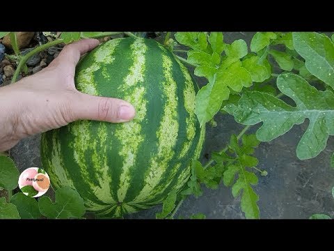 Como saber si una sandia esta madura