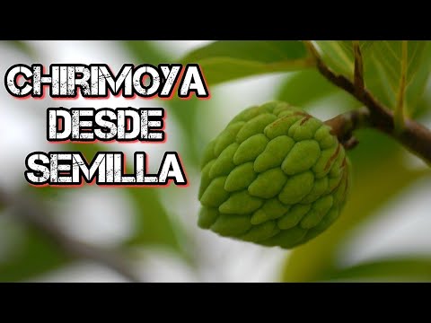 Que hacer con las pepitas de la chirimoya