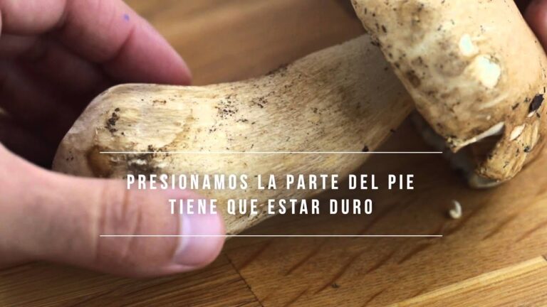 Como saber si los champi&ntilde;ones estan buenos