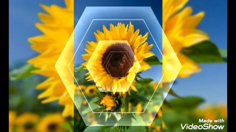 C&oacute;mo se hace el aceite de girasol