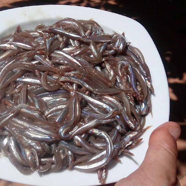Mejillones a la marinera receta catalana
